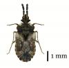 Aradus depressus